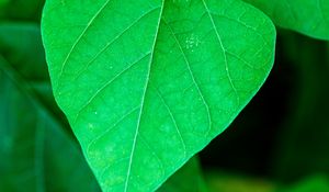 Preview wallpaper leaf, plant, macro, green, surface