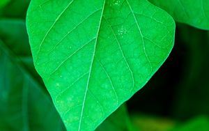 Preview wallpaper leaf, plant, macro, green, surface