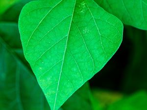 Preview wallpaper leaf, plant, macro, green, surface