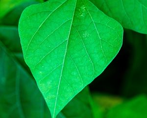Preview wallpaper leaf, plant, macro, green, surface