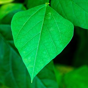 Preview wallpaper leaf, plant, macro, green, surface