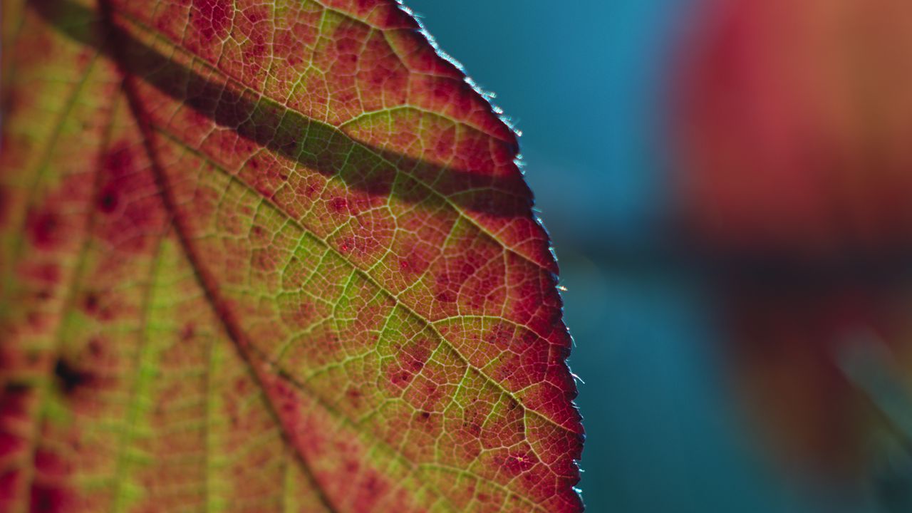 Wallpaper leaf, plant, macro, shadow hd, picture, image