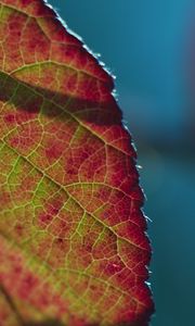 Preview wallpaper leaf, plant, macro, shadow