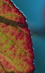 Preview wallpaper leaf, plant, macro, shadow