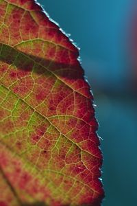Preview wallpaper leaf, plant, macro, shadow
