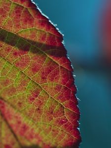 Preview wallpaper leaf, plant, macro, shadow
