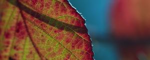Preview wallpaper leaf, plant, macro, shadow