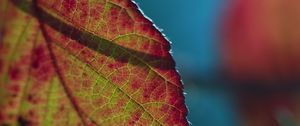 Preview wallpaper leaf, plant, macro, shadow