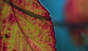 Preview wallpaper leaf, plant, macro, shadow