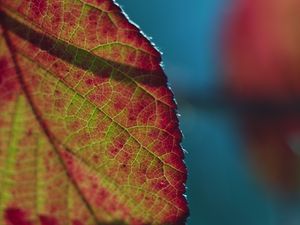 Preview wallpaper leaf, plant, macro, shadow