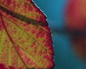 Preview wallpaper leaf, plant, macro, shadow