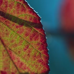 Preview wallpaper leaf, plant, macro, shadow