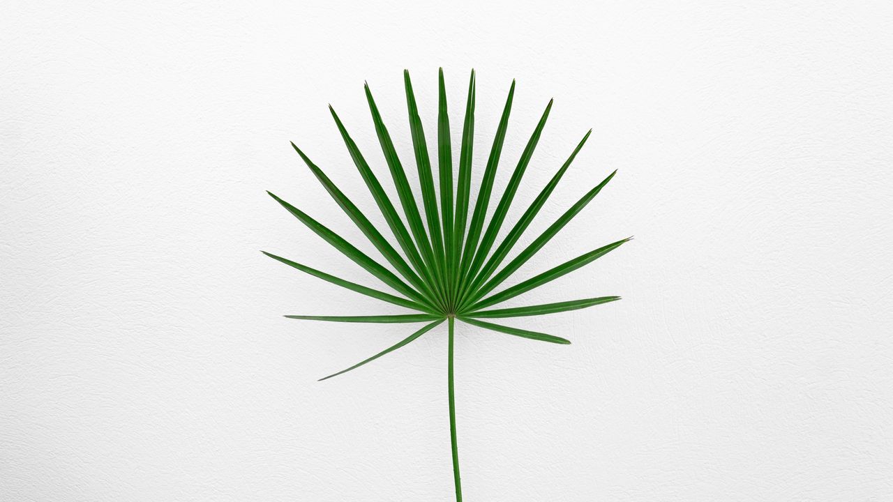 Wallpaper leaf, plant, minimalism, green, white