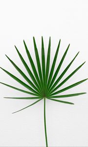 Preview wallpaper leaf, plant, minimalism, green, white