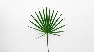 Preview wallpaper leaf, plant, minimalism, green, white