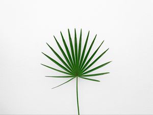 Preview wallpaper leaf, plant, minimalism, green, white