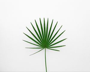 Preview wallpaper leaf, plant, minimalism, green, white