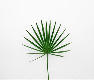 Preview wallpaper leaf, plant, minimalism, green, white
