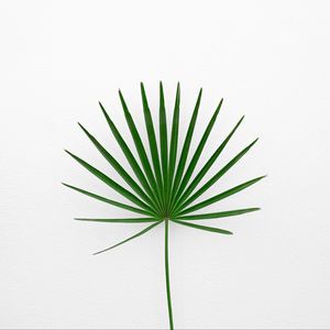 Preview wallpaper leaf, plant, minimalism, green, white