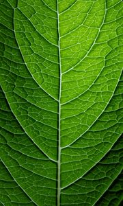 Preview wallpaper leaf, plant, relief, green, macro