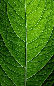 Preview wallpaper leaf, plant, relief, green, macro