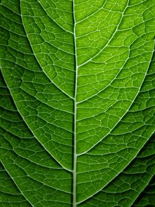 Preview wallpaper leaf, plant, relief, green, macro