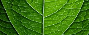 Preview wallpaper leaf, plant, relief, green, macro