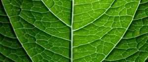 Preview wallpaper leaf, plant, relief, green, macro