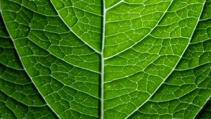 Preview wallpaper leaf, plant, relief, green, macro
