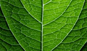 Preview wallpaper leaf, plant, relief, green, macro