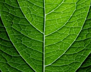 Preview wallpaper leaf, plant, relief, green, macro