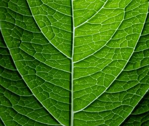 Preview wallpaper leaf, plant, relief, green, macro