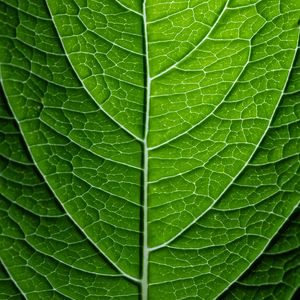 Preview wallpaper leaf, plant, relief, green, macro