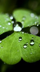 Preview wallpaper leaf, plant, shape, drops, dew