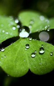 Preview wallpaper leaf, plant, shape, drops, dew