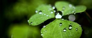 Preview wallpaper leaf, plant, shape, drops, dew