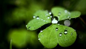 Preview wallpaper leaf, plant, shape, drops, dew