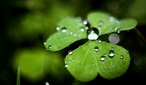 Preview wallpaper leaf, plant, shape, drops, dew