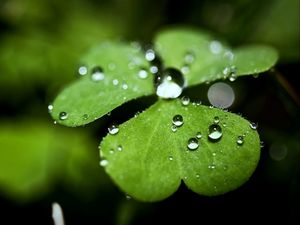 Preview wallpaper leaf, plant, shape, drops, dew