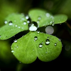 Preview wallpaper leaf, plant, shape, drops, dew