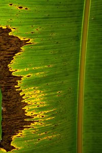 Preview wallpaper leaf, plant, stripes, macro