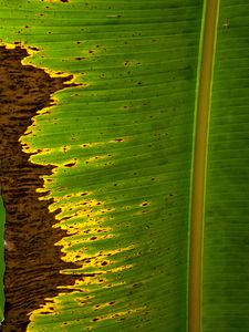 Preview wallpaper leaf, plant, stripes, macro