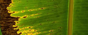 Preview wallpaper leaf, plant, stripes, macro