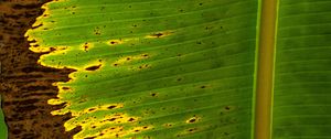 Preview wallpaper leaf, plant, stripes, macro