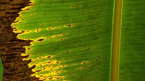 Preview wallpaper leaf, plant, stripes, macro
