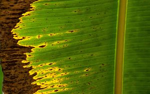 Preview wallpaper leaf, plant, stripes, macro