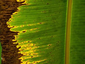 Preview wallpaper leaf, plant, stripes, macro