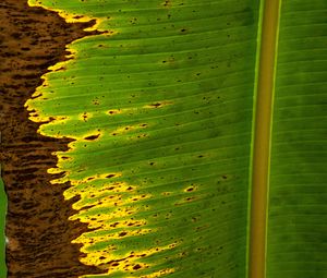 Preview wallpaper leaf, plant, stripes, macro