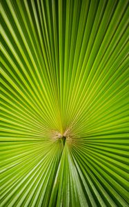 Preview wallpaper leaf, plant, symmetry, minimalism