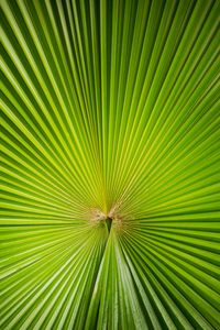 Preview wallpaper leaf, plant, symmetry, minimalism